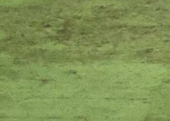 Gramado da Arena da Baixada mostra sinais de desgaste; confira a imagem