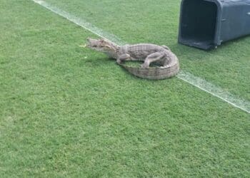 Jacaré ‘apareceu’ no CT Moacyr Barbosa nesta sexta-feira; confira as imagens