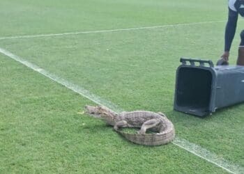 Funcionários do Vasco afastaram jacaré que entrou no CT Moacyr Barbosa nesta sexta-feira.