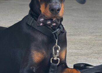 Filhote de cão Dackel preto e tan usando coleira preta com placa de identificação.
