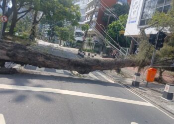 Galho de árvore caída na rua com fios danificados.